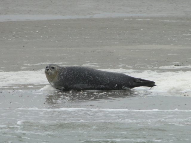HWK Texel 221.jpg